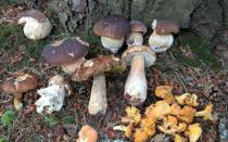 Засолка разных съедобных грибов холодным и горячим способом, хранение засоленных грибов